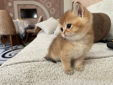 Pişiklər: Britan — 2