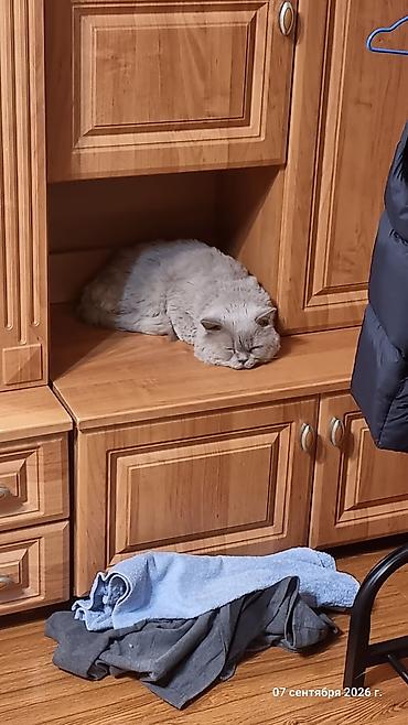 одежда для кота: Британская короткошёрстная, 2 года, Мальчик, Серый, Приучена к лотку — 2
