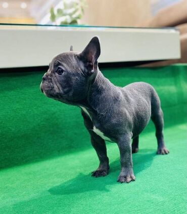 Psi: Zensko stene francuskog buldoga egzotične plave boje bez tigrine na lalafo.rs — 2 Psi: Zensko stene francuskog buldoga egzotične plave boje bez tigrine — 2