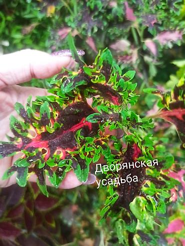 суу химия: Коллекция декоративных колеусов (Coleus) — яркие сортовые растения для — 7