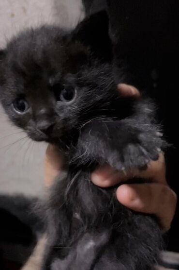 сибирский кот цена: Малышки (девочки) чистокровной породы «Йоркский Шоколад» ищут