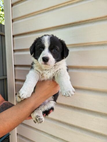 той пудель купить: Корги, 3 месяца, Самка, С родословной