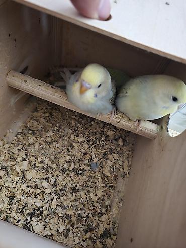 bulbul quşu satışı: Xirdalanda yerlesir. tecili satilir. yari quslarin yumurtalari — 7