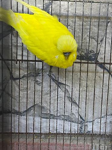 Jumbo tutuquşu erkək 120m
Ciddi alıcı olsa endirim edəcəm lalafo.az -da Jumbo tutuquşu erkək 120m
Ciddi alıcı olsa endirim edəcəm