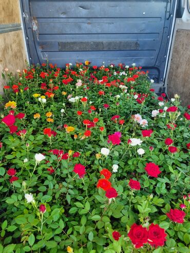 Удобрения: Qırmızı, ağ, sarı və çəhrayı rənglərdə olan müxtəlif növ qızılgüllər