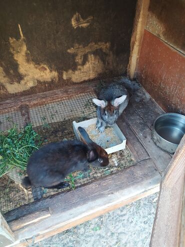 Dovşanlar: Tam saglam dovwanlardir.her qiymete dovwan olur.balalar 5 manatdan — 7