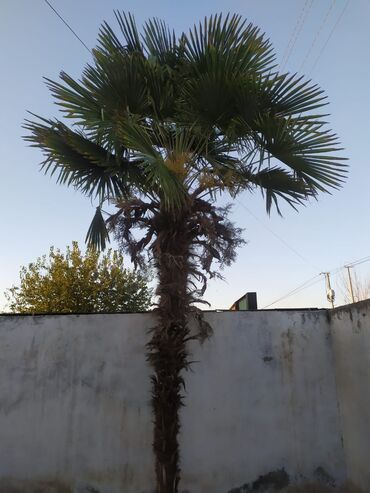 купить чайник в баку: Məhsul: Bağ-landşaft üçün dekorativ bitkilər - Palm ağacı