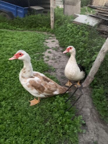 Птицы: Продаю уток