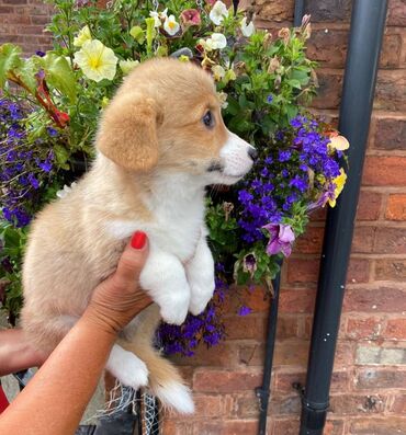 Αξιολάτρευτα κουτάβια Pembroke Welsh Corgi για δωρεάν υιοθεσία