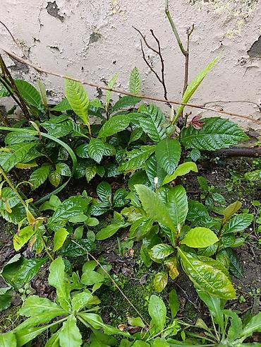 Деревья: Yapon Ezgili Sitili. Boylari. 10 sm 15 Sm dir. Hardasa 30 yaxin var — 2
