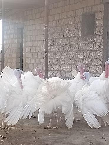 ağ haski: Ağ rəngli hinduşka sürüsü 8 ayliq xoruzlardi cekileri 8 kq alti — 1