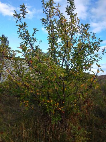 Яблоки: Яблоки — 8