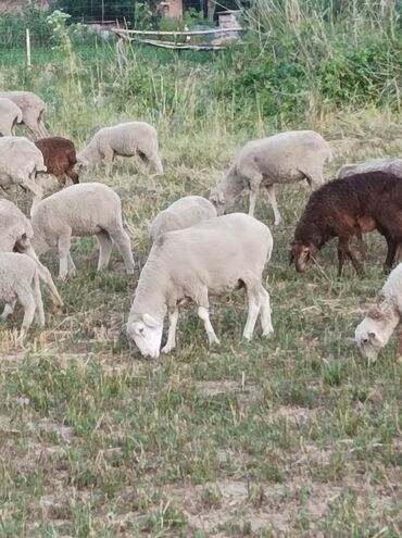 Бараны, овцы: Продаю | Овца (самка), Ягненок | Меринос | На забой, Для разведения, Для шерсти | Котные, Матка, Ярка