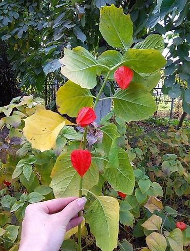 Сирень: Продаю саженцы. Сажать и пересаживать нижеперечисленное нужно весной — 9