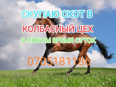 скот продажа: Сатып алам | Уйлар, букалар, Жылкылар, аттар | Күнү-түнү, Бардык шартта, Союлган