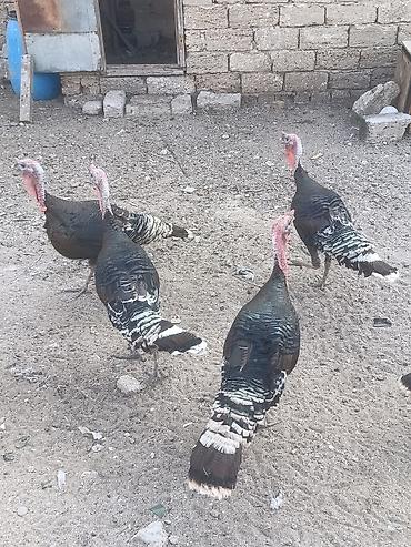 Hinduşka: Salam tam sağalm heyvalınları Di Bronza Cinsi peyvəndəlir vurulub 2 — 2