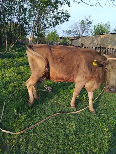 быки кант: Продаю | Корова (самка) | Алатауская | Для разведения, Для молока | Стельные