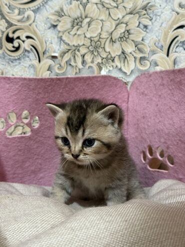 şotlant pişiy: Tabbi, Erkək, Yaxşı əllərə, Ünvandan götürmə