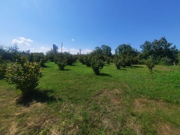 gəncədə torpaq: Kənd təsərrüfatı, Mülkiyyətçi, Kupça (Çıxarış)