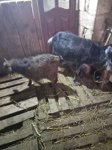 Mal-qara: Tek bala keci satilir tam saqlam iri 7-8 kilo diri cekisi olan — 2