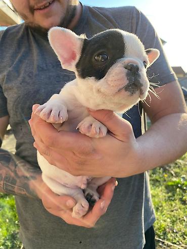 Psi: 🔥 TOP FRANCUSKI BULDOG ŠTENCI 🔥 Na prodaju vrhunski štenci francuskog — 1