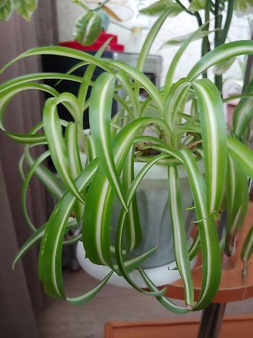 Другие комнатные растения: Продаются цветы от 200 до 500 сом — 10