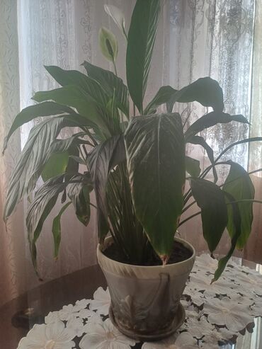 комнатные растения оптом: Продам цветы