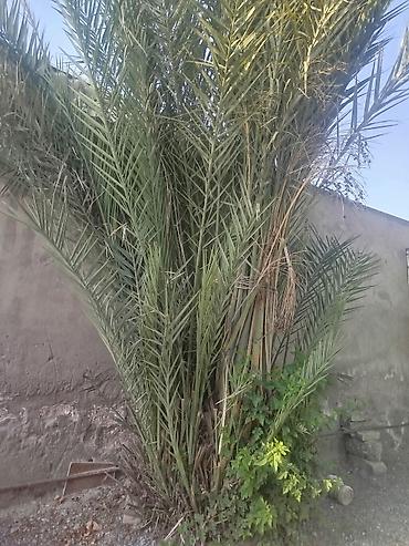tebii yolka agaclari: Xurma ağacı (Phoenix dactylifera) – həyət və bağ sahələri üçün — 2