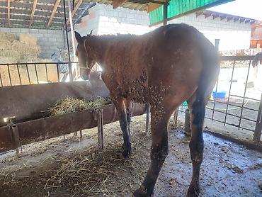 Лошади, кони: Продаю | Кобыла (самка) — 1