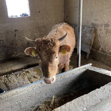 Коровы, быки: Продаю | Бык (самец) | Швицкая, Алатауская | На откорм, На забой, Для разведения — 3