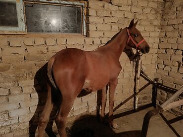 тайлар ат: Сатам | Жылкы (эркек), Байтал, Тай | Аргын, Англиялык