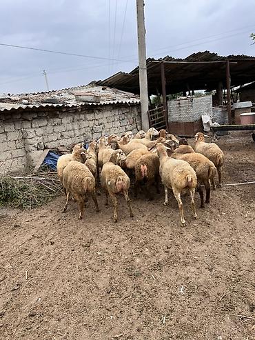 ucuz pisik yemekleri: Salam 19 baş bordaq quzusu satilir tərəzi ilə verilir
Ünvan : Şəki — 1