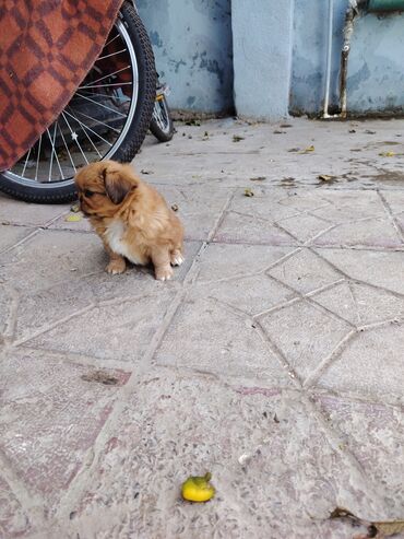 İtlər: Pekines — 9