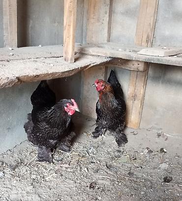 brama cuceler: 2 diş brama yumurta düşüblər 1 i 35 manat endirim olacaq buların — 1