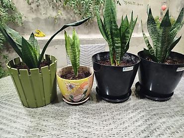 Sansevieria (Qayınana dili) saksı bitkiləri Her birinin qiymeti 35 AZN