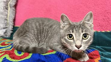 серая кошка: Котёнок, серый тигровый окрас - Домашний короткошёрстный котёнок с — 3