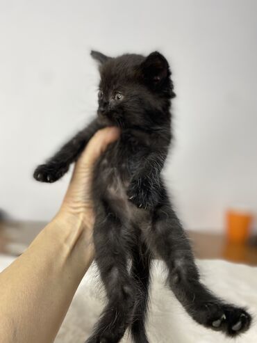 ангорские котята: В февральские морозы к нам на работу пришла беременная кошка