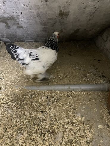 Toyuqlar: Toyuq, Damazlıq, Ödənişli çatdırılma — 14