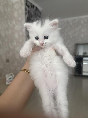 Pişiklər: Yaxşı əllərə -da lalafo.az — 4 Pişiklər: Yaxşı əllərə — 4