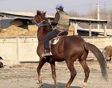 Лошади, кони: Продаю | Конь (самец) | Рабочий — 8