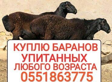 купить ауди а 4 в Кыргызстан: Куплю | Бараны, овцы