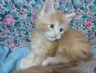 Мейн-кун, 1 месяц, Мальчик, Рыжий