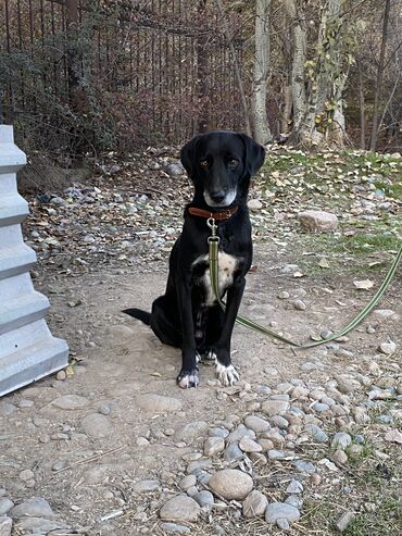 будка для собак: Бесплатно отдам кобеля Возраст 5 лет Порода Курцхаар Хорошо охраняет