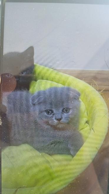 Кошки: Шотландская вислоухая — 1
