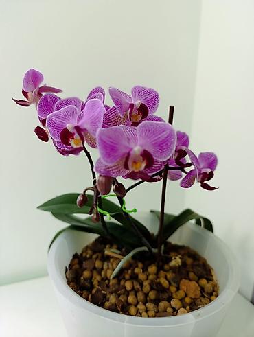 Кроссовки и спортивная обувь: Фаленопсис в горшкена всех вото 4 горшочных цветка. каждое растение по — 3