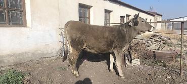 Продам с/х животных: Продаю | Корова (самка), Тёлка | Швицкая | Для разведения, Для молока — 5