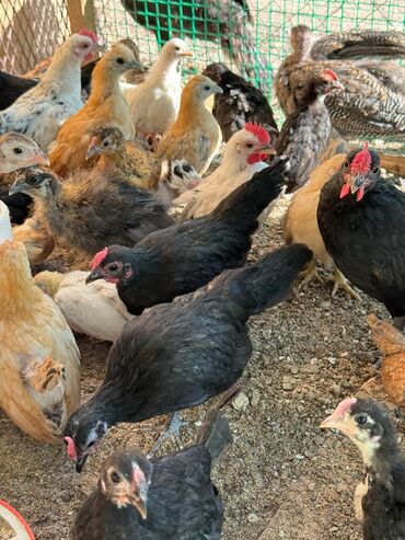 бенгальская кошка домашняя: 🐣Продаю декоративные карликовые породы кур и петухов! Отличные