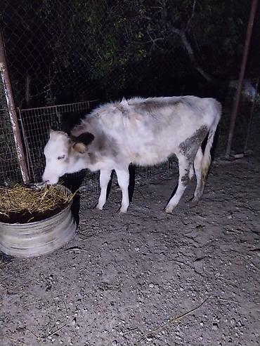 Inəklər, öküzlər: Inək və buzov satılır balasi 5 aylıq dişi danadı inək 2 ayliq boğazdı — 5