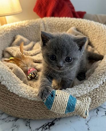 Pişiklər: Şotland, Erkək, Dişi, Ünvandan götürmə — 6