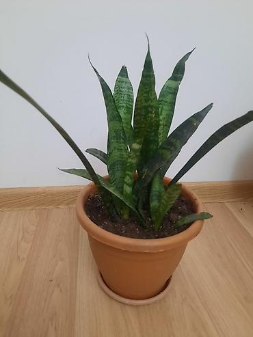 romaşka gülü: Dibçək gülü Sansevieria,gülü crassula,gülü fikus gülü,aloe gülü — 4